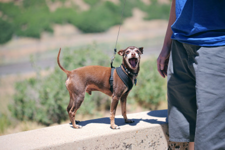 Découvrez le Pinscher : Un Compagnon Attachant aux Nombreuses Facettes