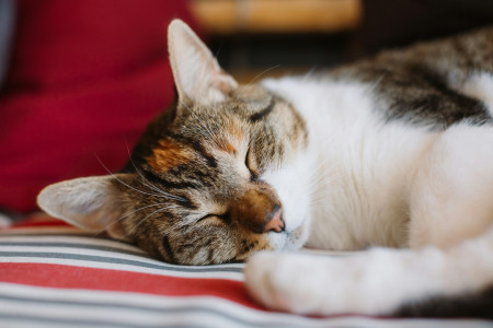 Le diabète chez le chat : une maladie à surveiller