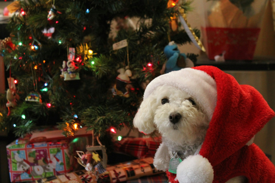 garde de chiens à toulouse pour noel